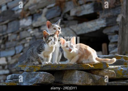 Three young domestic kittens, different colours, sitting side by side on a rocky wall, Tinos Island, Cyclades, Greece, Non-pedigree wildcat (felis Stock Photo