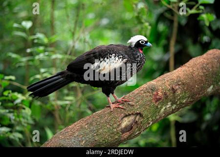 Black-fronted Piping-Guan, Aburria jacutinga, Pantanal, Brazil, Adult, on tree Black-Fronted Piping-Guan, Brazil Black-Fronted Piping-Guan, Brazil Stock Photo