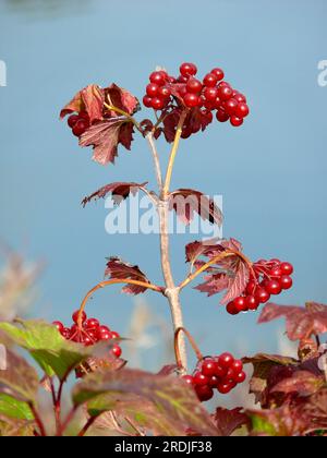 Snowball berries in autumn, guelder rose (Viburnum opulus), Heartberry, Bloodberry, Chokeberry bush, Goatball, Common snowball, Glassberry Stock Photo