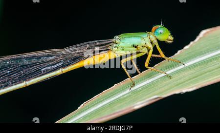 A beautiful little green Blue Damselfly perched on green leaf in pond and nature background, Selective focus, insect macro, Colorful insect in Thailan Stock Photo