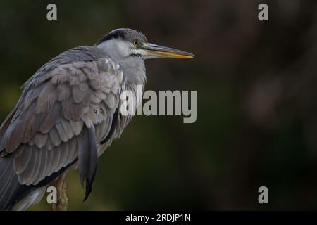 A grey heron (Ardea cinerea) in a park in Kanagawa, Japan. Stock Photo