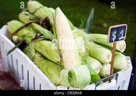 Ears of sweet corn for sale at a farmers market in the summertime. Stock Photo