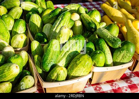 Baskets of cucumbers and crookneck squash in wooden cartons on a checkered tablecloth. Stock Photo