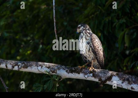 Immature common black hawk, Buteogallus anthracinus, at Coiba Island National Park, Veraguas province, Pacific coast, Republic of Panama. Stock Photo