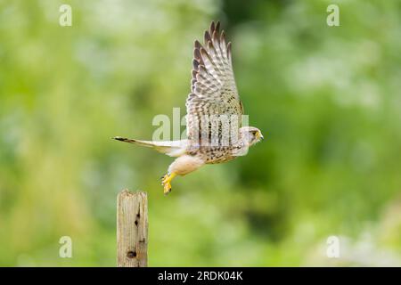 Common kestrel Falco tinnunculus, adult female flying, taking off from post, Suffolk, England, July Stock Photo