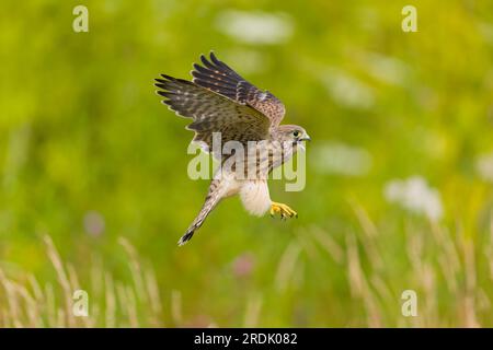 Common kestrel Falco tinnunculus, juvenile calling in flight, Suffolk, England, July Stock Photo