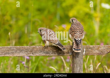 Common kestrel Falco tinnunculus, 2 juveniles perched on fence, Suffolk, England, July Stock Photo