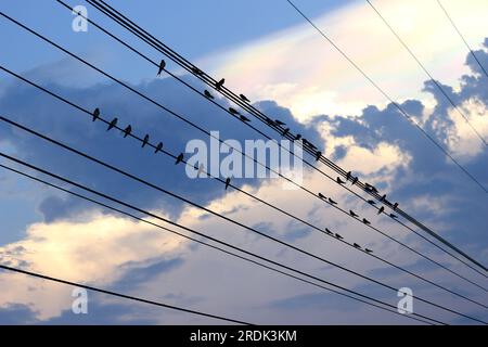 Many birds perched on parallel wires. On the background is the evening sky. Stock Photo