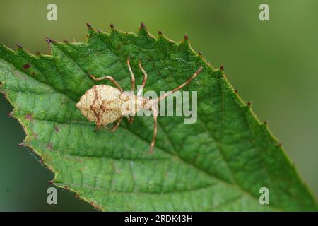 Natural closeup on an instar, nymph of the Dock bug, Coreus marginatus Stock Photo