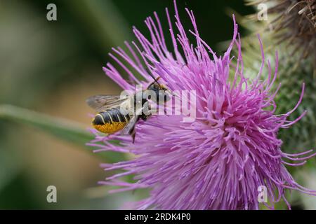 Natural closeup on a female Patchwork leafcutter bee, Megachile centuncularis on a purple thistle in the garden Stock Photo