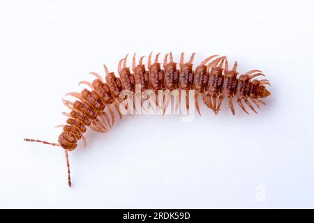 Flat-backed millipede (Polydesmus angustus) Stock Photo
