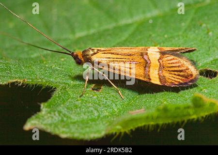 Longhorn moth, Schleswig-Holstein (Nemophora degeerella), Germany Stock Photo