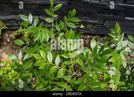 Rhus coriaria leaves closeup. Sicilian sumac leather tanning plant. Stock Photo