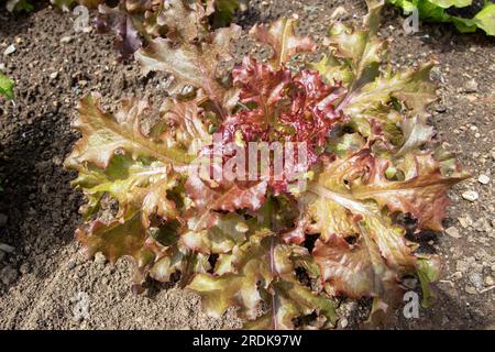 Red looseleaf lettuce salad plant in the open ground at the plantation. Leafy vegetable in the garden. Lactuca sativa. Stock Photo