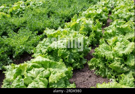 Lettuce salad and endive plants at the vegetable bed. Lactuca sativa and Chicorium endivia in the vegetable garden.Organic gardening. Stock Photo