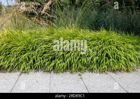 Hakonechloa macra or hakone grass or japanese forest grass plants border framing garden stone pathway Stock Photo