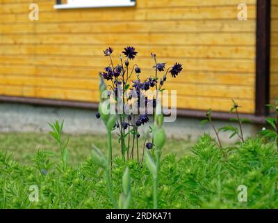 small purple flowers in the garden, in summer Stock Photo