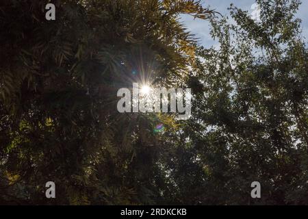 Sun beams through thick forestation -foliage Stock Photo