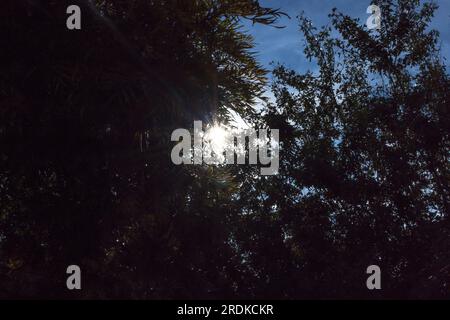 Sun beams through thick forestation -foliage Stock Photo