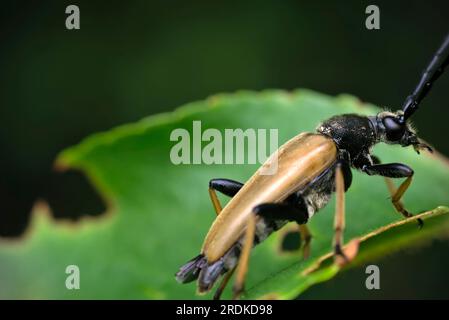 red-brown longhorn beetle (Stictoleptura rubra) crawling and resting on a leaf, macro photography, insects, biodiversity, nature Stock Photo