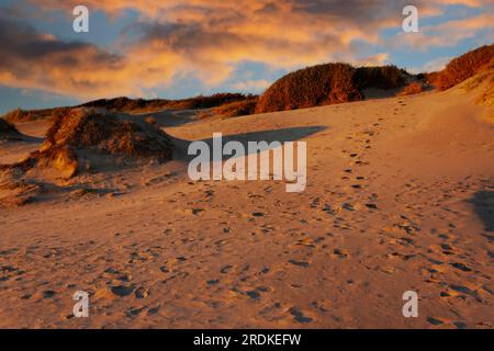 coastal desert with endless sand dunes in Ostia, Italy Stock Photo