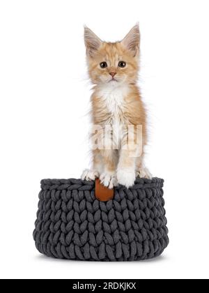 Cute creme with white baby cat, standing on edge of gray knitted basket. Looking towards camera. Isolated on a white background. Stock Photo