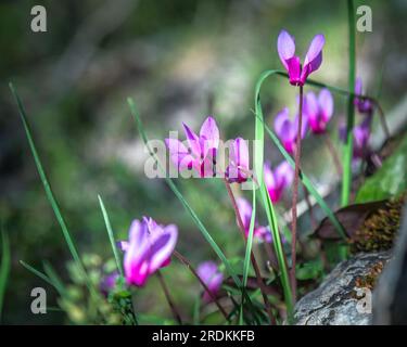 Flowering of spring Cyclamen, Cyclamen repandum of the Primulaceae family. Abruzzo, Italy, Europe Stock Photo