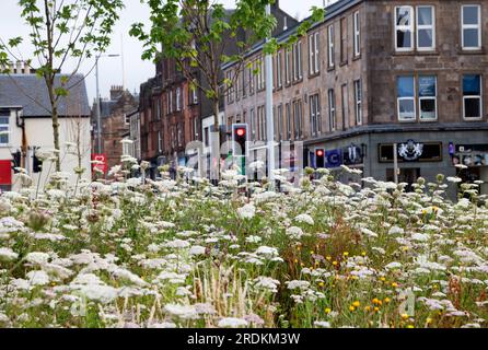 Helensburgh town centre with wild flowers growing in the pedestrian area. View up Sinclair Street. Stock Photo