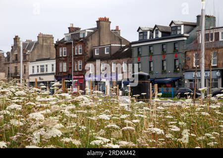 Helensburgh town centre with wild flowers growing in the pedestrian area. View along West Clyde Street. Stock Photo