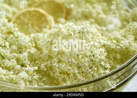 Closeup of fresh elderberry flowers harvested in spring macerating in water - prepration of herbal syrup Stock Photo