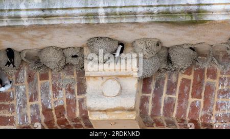 House martin nests under a balcony in St Valery sur Somme France Stock Photo