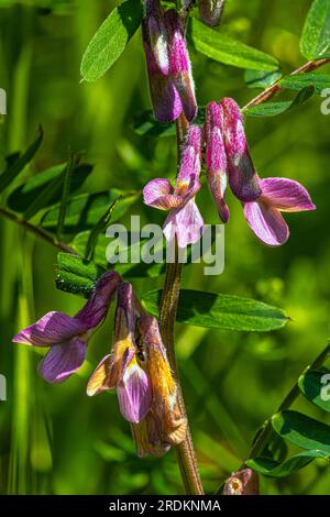 Bush vetch (Vicia sepium) blooming on a meadow Stock Photo