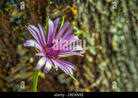 Tragopogon porrifolius is a medicinal herb which is also used as a vegetable. It is commonly known as common salsify. Stock Photo
