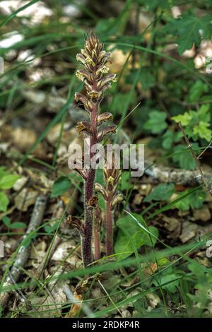 Orobanche, a parasitic plant without chlorophyll, and thus totally dependent on its host, which is ivy. Stock Photo