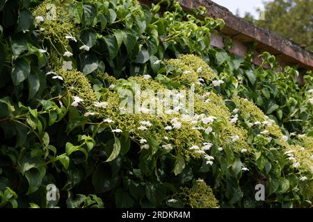 Delicate white summer flowers of climbing hydrangea Hydrangea petiolaris growing up brick wall in UK garden June Stock Photo