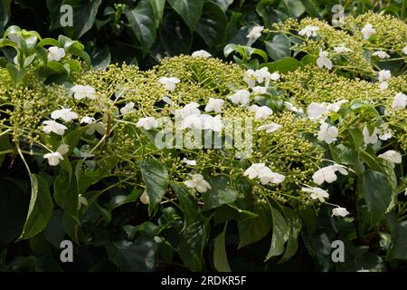 Delicate white summer flowers of climbing hydrangea Hydrangea petiolaris growing up brick wall in UK garden June Stock Photo