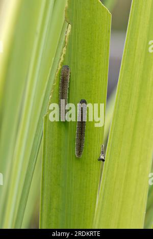Larvae of and iris sawfly (Rhadinoceraea micans) feeding on the leaves of a yellow flag iris (Iris pseudocorus), Berkshire, June Stock Photo