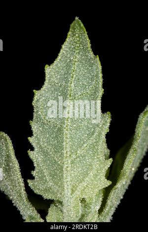 Young leaves of fat hen, white goosefoot (Chenopodium album) an annual weed covered in water repellant, shiny white waxy vesicles Stock Photo