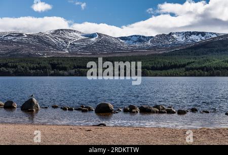 Wide view of Cairngorms Plateau textured with snow; Glenmore forest in middle distance; Loch Morlich in foreground all under blue sky and white clouds Stock Photo