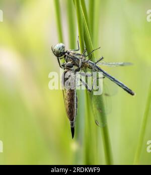 Robber fly eating a dragonfly.Asilidae are the robber fly family, also called assassin flies.this macro photo was taken from Bangladesh. Stock Photo