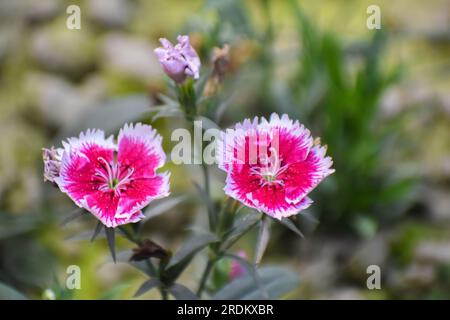 Dianthus chinensis, commonly known as rainbow pink or China pink is a species of Dianthus. Stock Photo