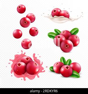 Cranberry smoothie. Berry in juice and milk splash, falling wet liquid and sweet food, 3d nature fruits with leaf, milky wave. Botanical elements for packaging decor. Vector realistic illustration Stock Vector
