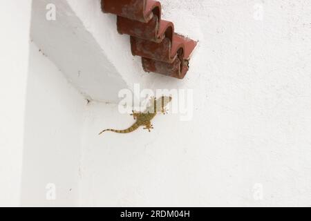 Image of a gecko (tarentola mauritanica) typical of houses in the Mediterranean area on a white wall with copy space Stock Photo