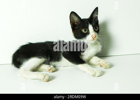 Black and white kitten sitting on white background, looking at camera. Stock Photo