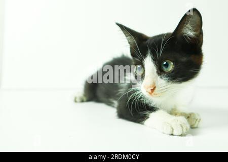 Black and white kitten on a white background. Cat on white background Stock Photo