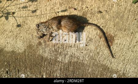 Dead rats on the cement floor Stock Photo