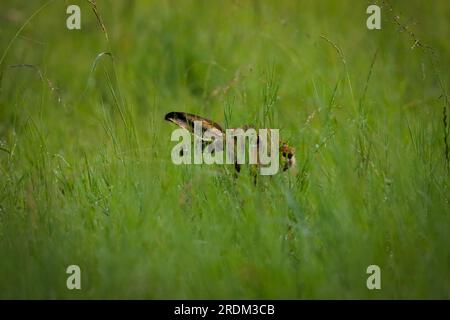 hare hiding in grass, rabbit in green grass Stock Photo