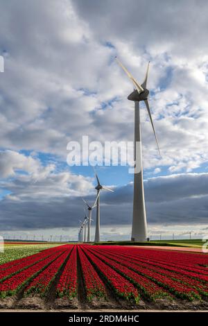 tulip field in Flevoland, Netherlands Stock Photo