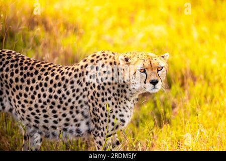 A cheetah in the early morning roams the avanne in a national park, photographed on a safari in Kenya Africa Stock Photo