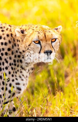 A cheetah in the early morning roams the avanne in a national park, photographed on a safari in Kenya Africa Stock Photo